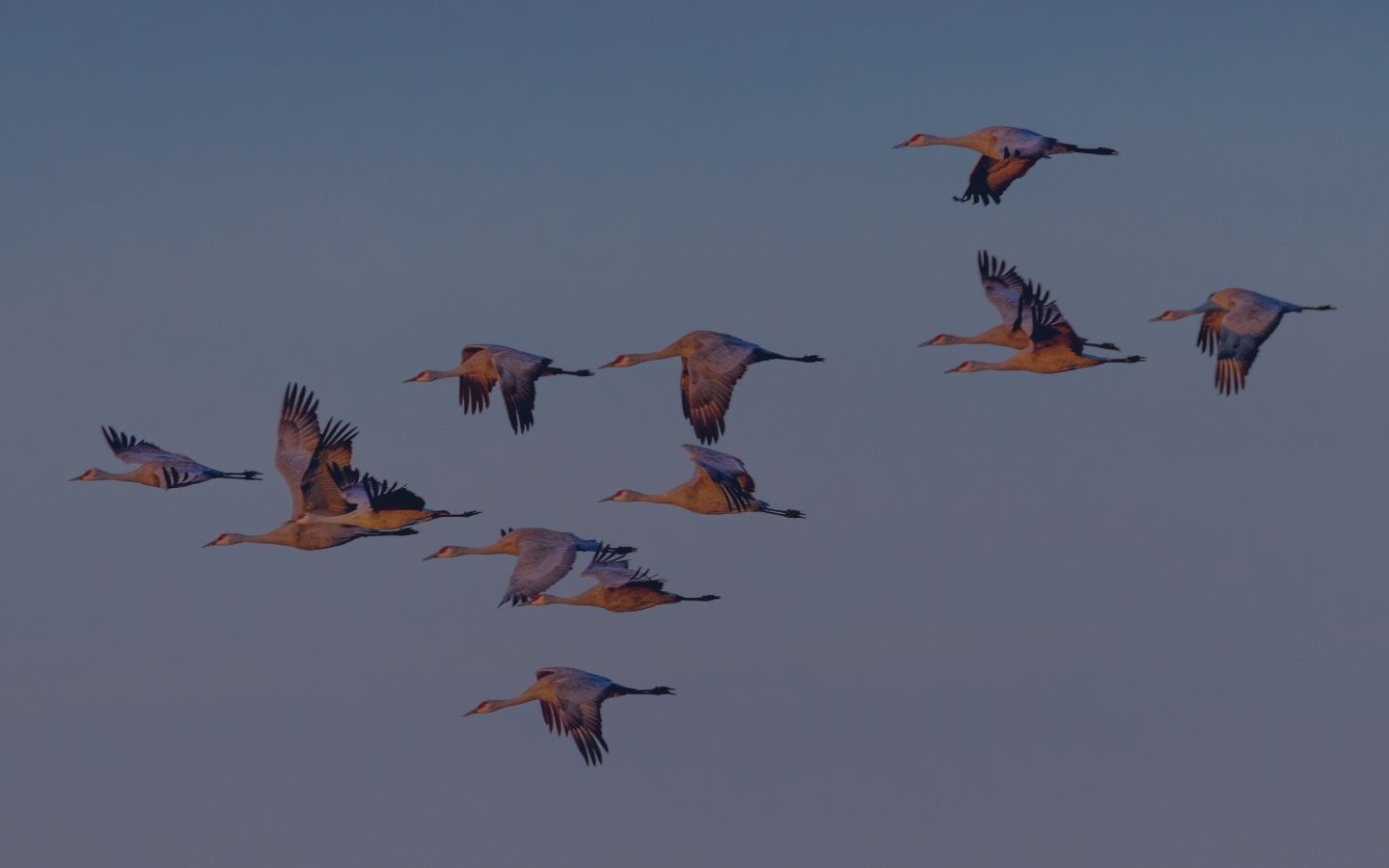 Migrating swans